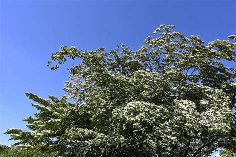 花樹種類|庭木図鑑 植木ペディア